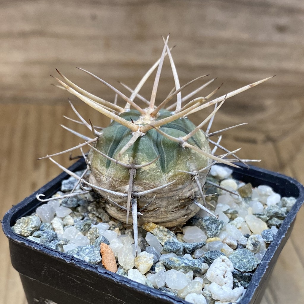 DP28063 Gymnocalycium armatum - Image 2