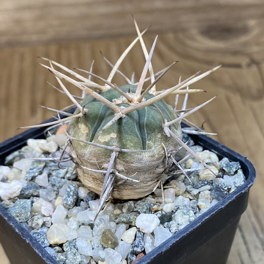 DP28063 Gymnocalycium armatum - Image 3