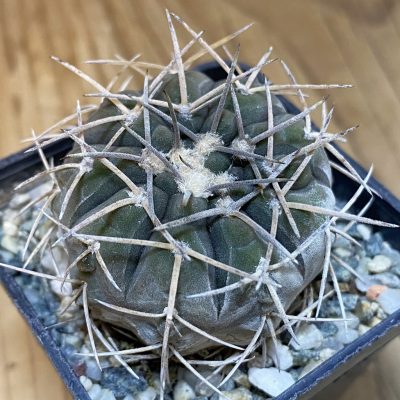 DP28065 Gymnocalycium spegazzinii