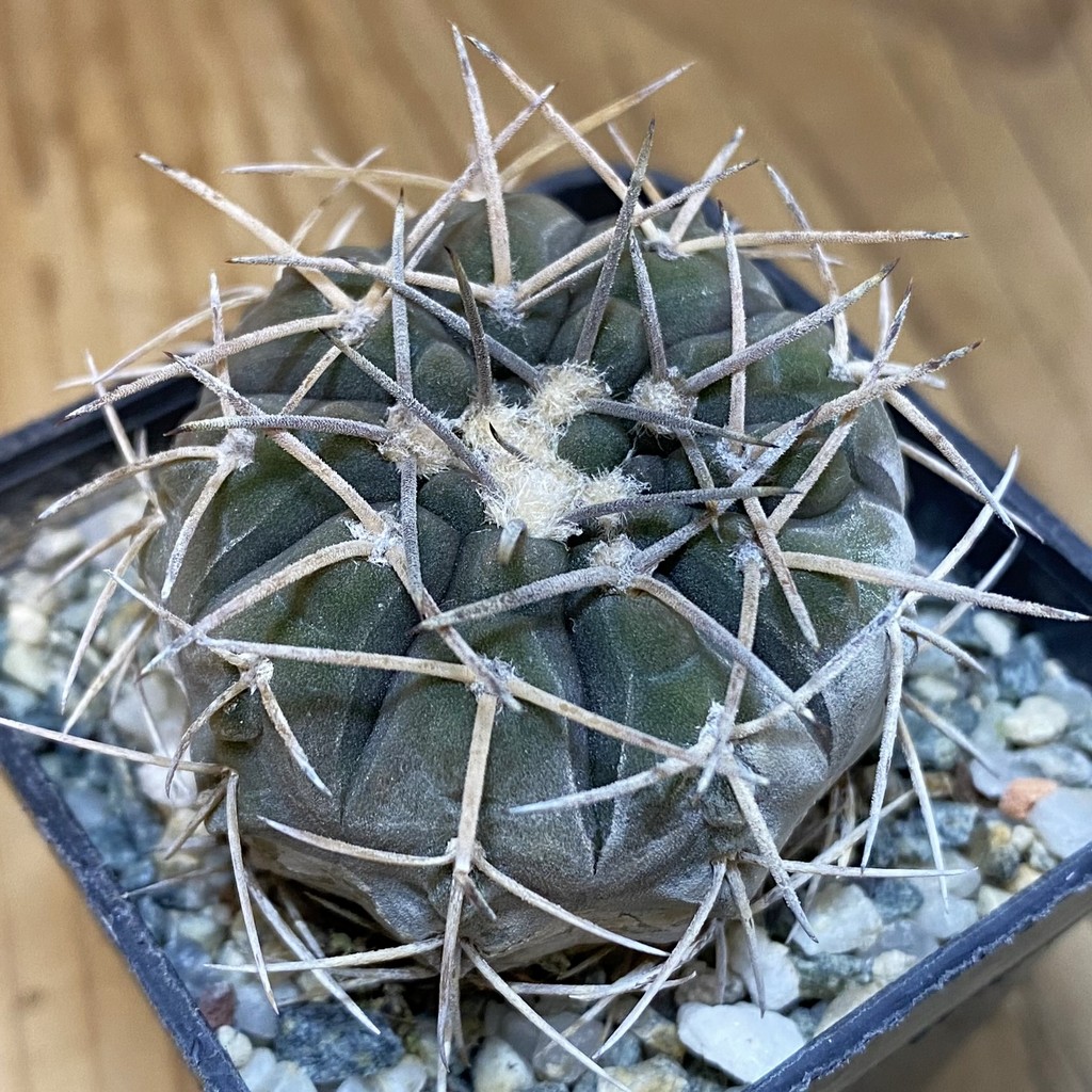 DP28065 Gymnocalycium spegazzinii