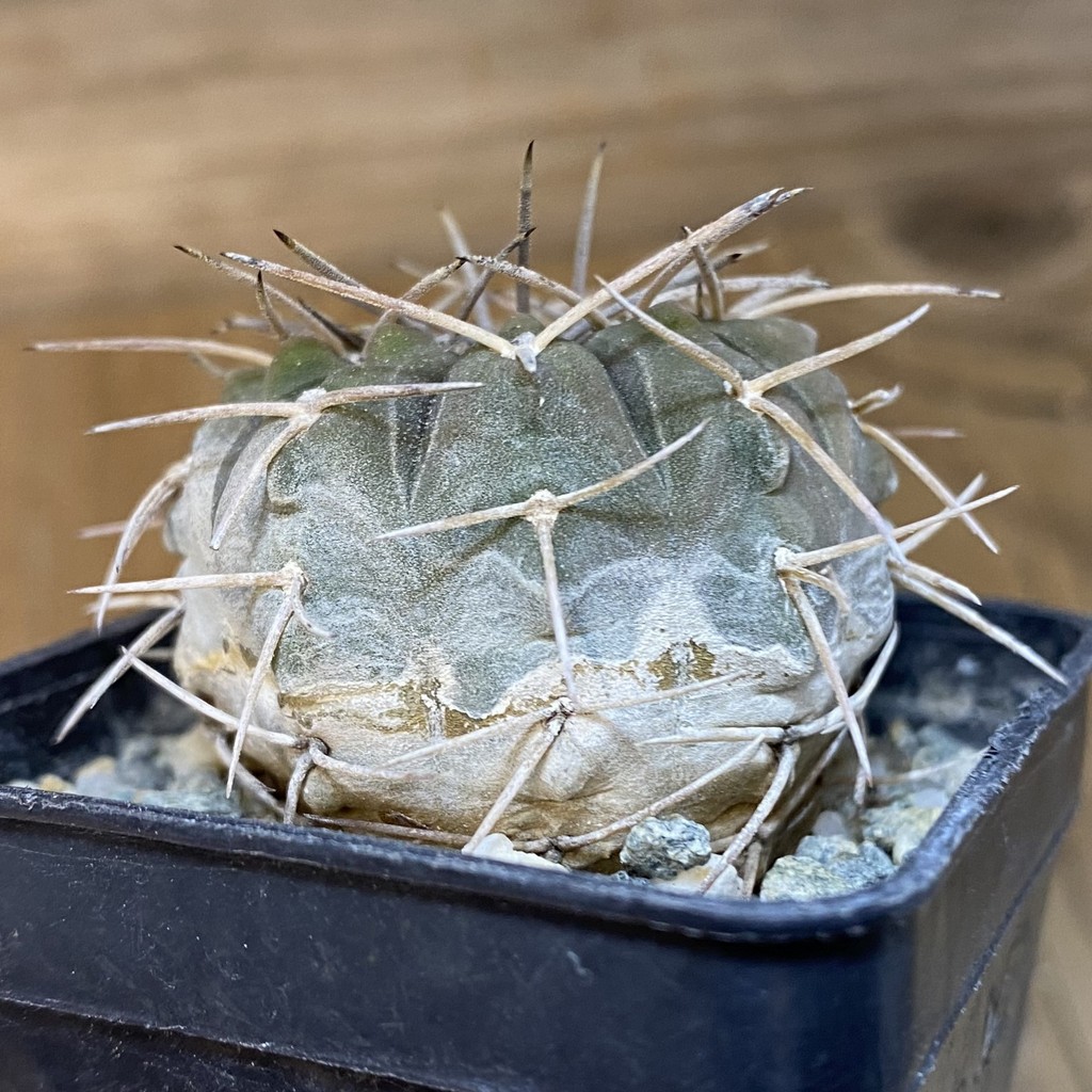 DP28065 Gymnocalycium spegazzinii - Image 2