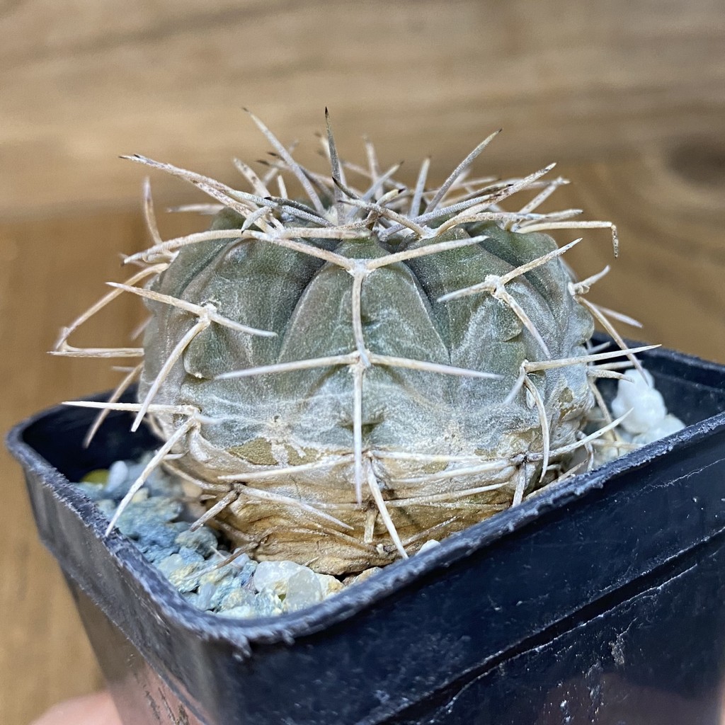 DP28065 Gymnocalycium spegazzinii - Image 3