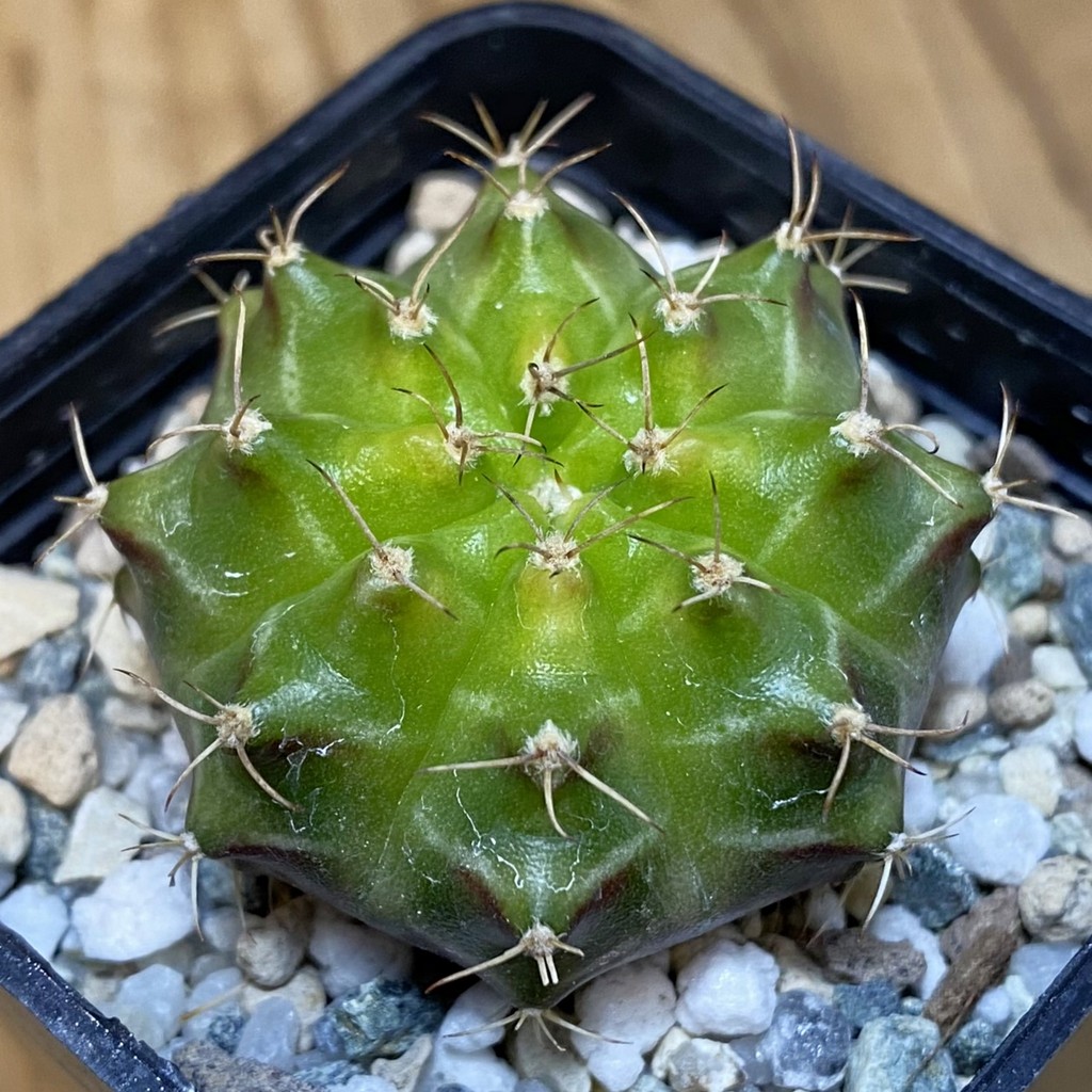 DP28067 Gymnocalycium mihanovichii ‘Neon’ hybrid