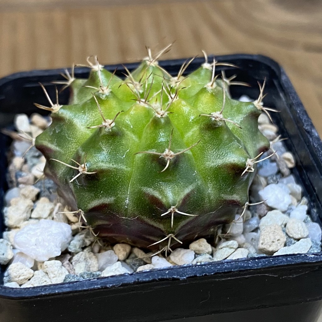 DP28067 Gymnocalycium mihanovichii ‘Neon’ hybrid - Image 2