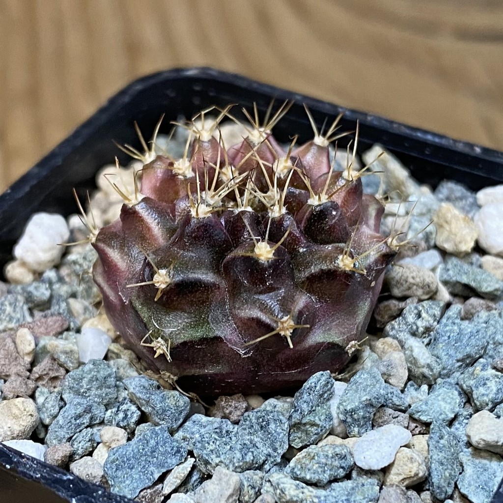 DP28068 Gymnocalycium mihanovichii ‘Neon’ hybrid - Image 2