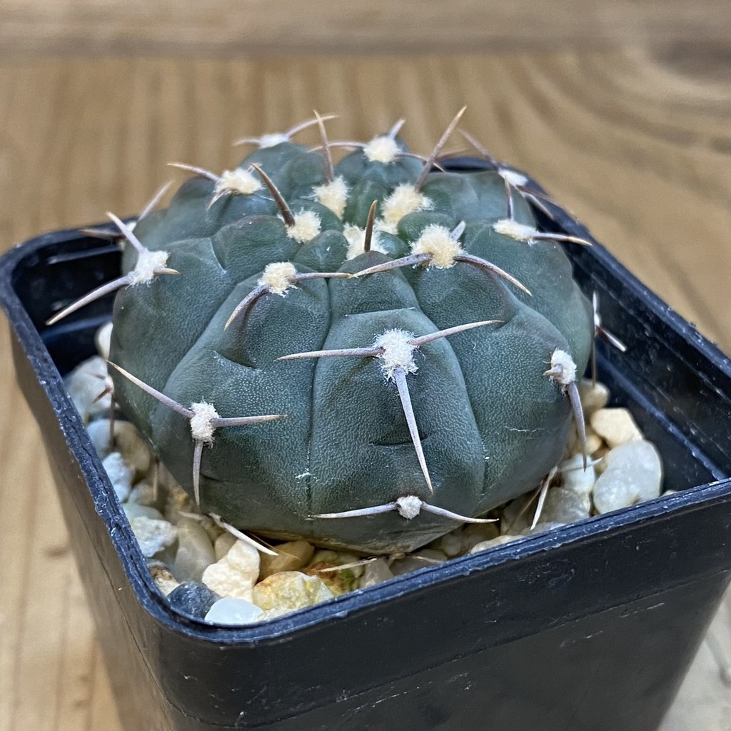 DP28069 Gymnocalycium vatteri - Image 2