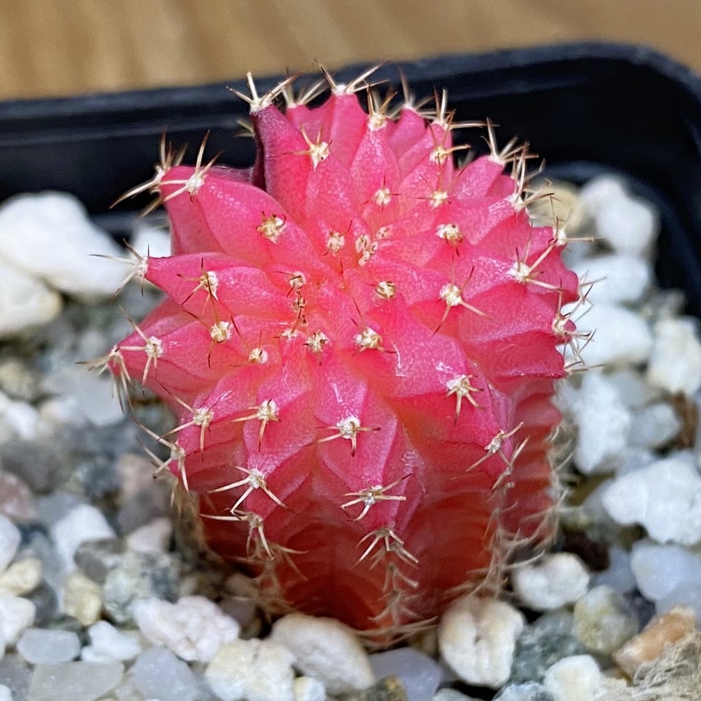 DP28070 Gymnocalycium mihanovichii f. variegata cristata