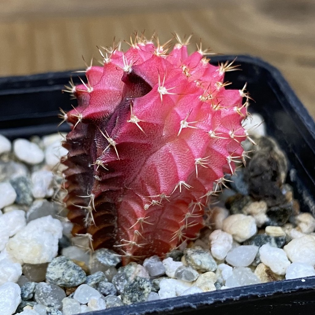 DP28070 Gymnocalycium mihanovichii f. variegata cristata - Image 2