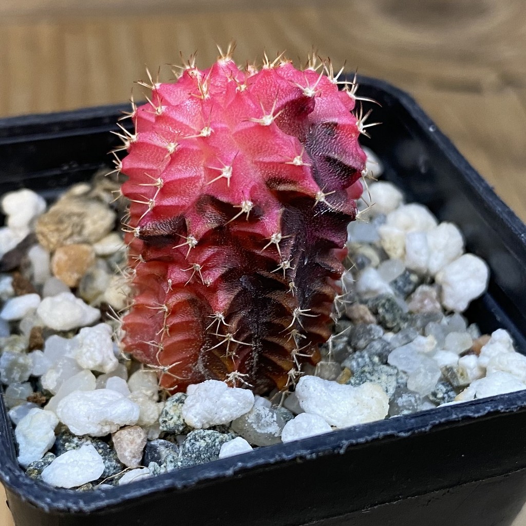 DP28070 Gymnocalycium mihanovichii f. variegata cristata - Image 3
