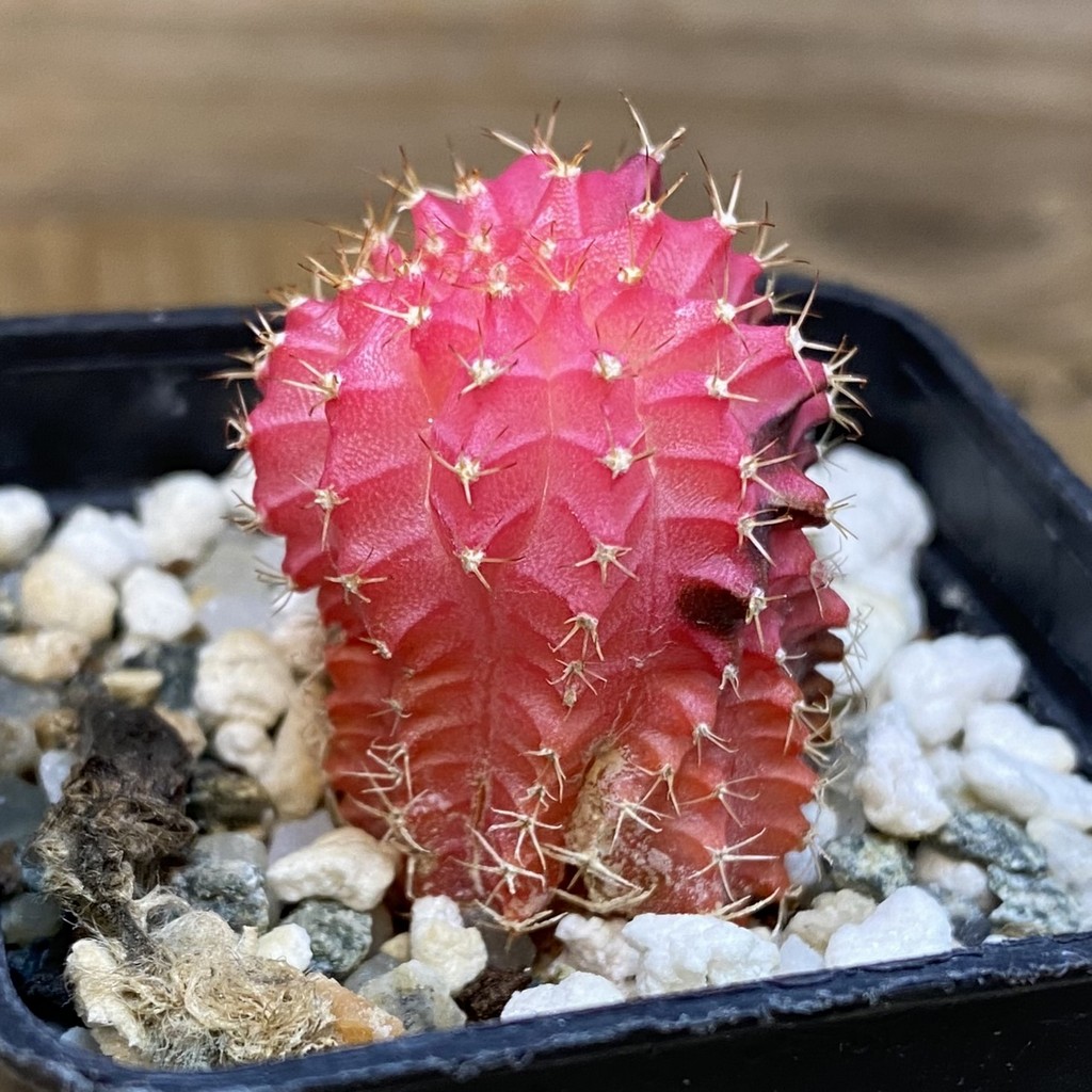 DP28070 Gymnocalycium mihanovichii f. variegata cristata - Image 4