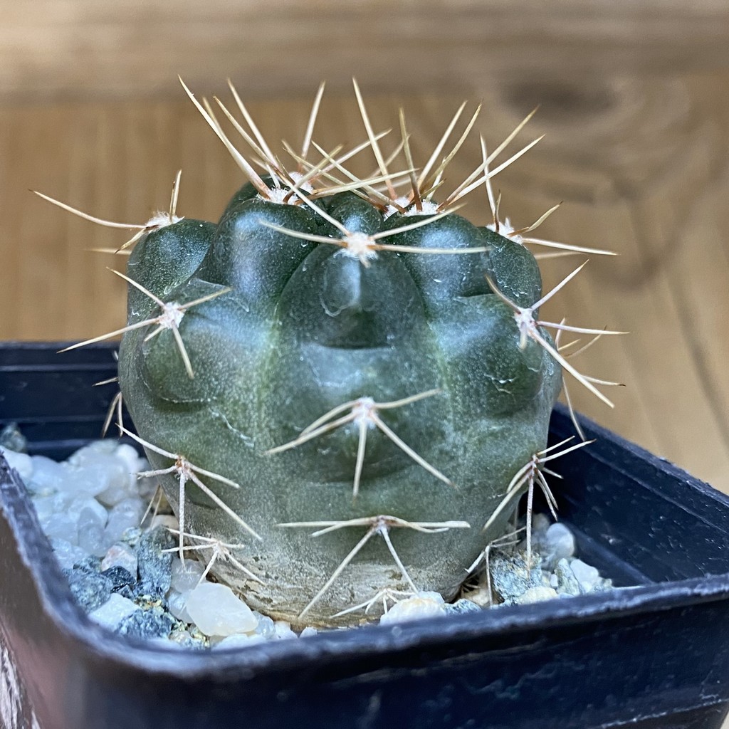 DP28071 Gymnocalycium gibbosum JPR 26/65 - Image 2