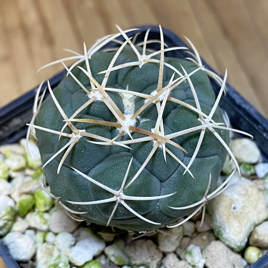 DP28073 Thelocactus hexaedrophorus -Rio Verde- 1100m