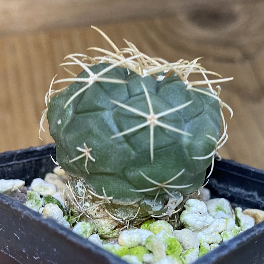 DP28073 Thelocactus hexaedrophorus -Rio Verde- 1100m - Image 2