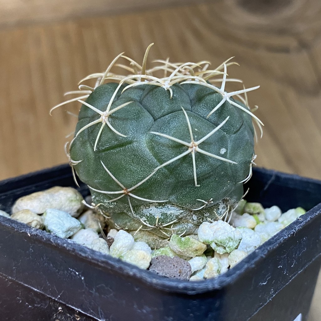 DP28073 Thelocactus hexaedrophorus -Rio Verde- 1100m - Image 3