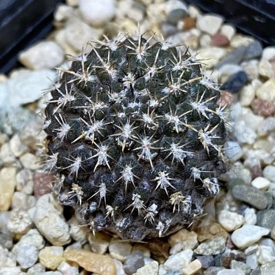 DP28076 Eriosyce heinrichiana