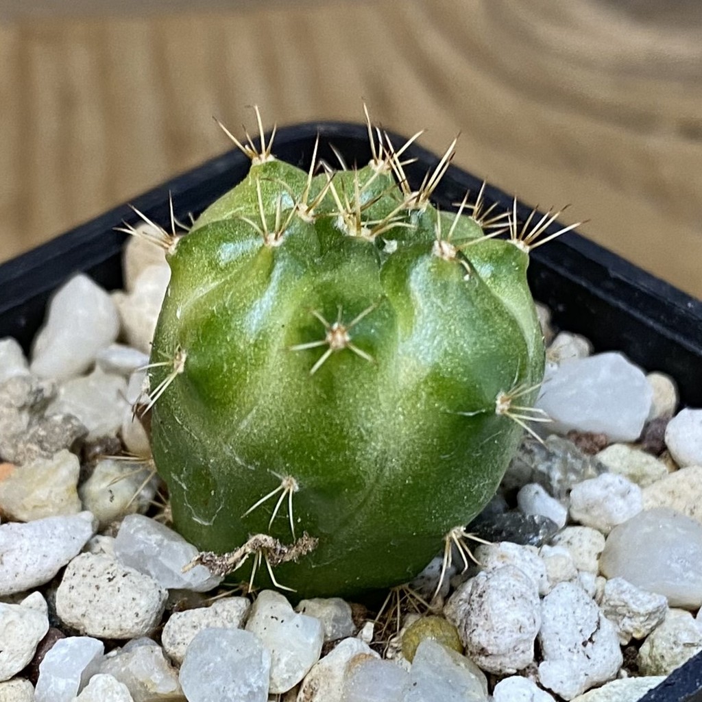 SH28191 Gymnocalycium mihanovichii ‘Green Marble’ - Image 2