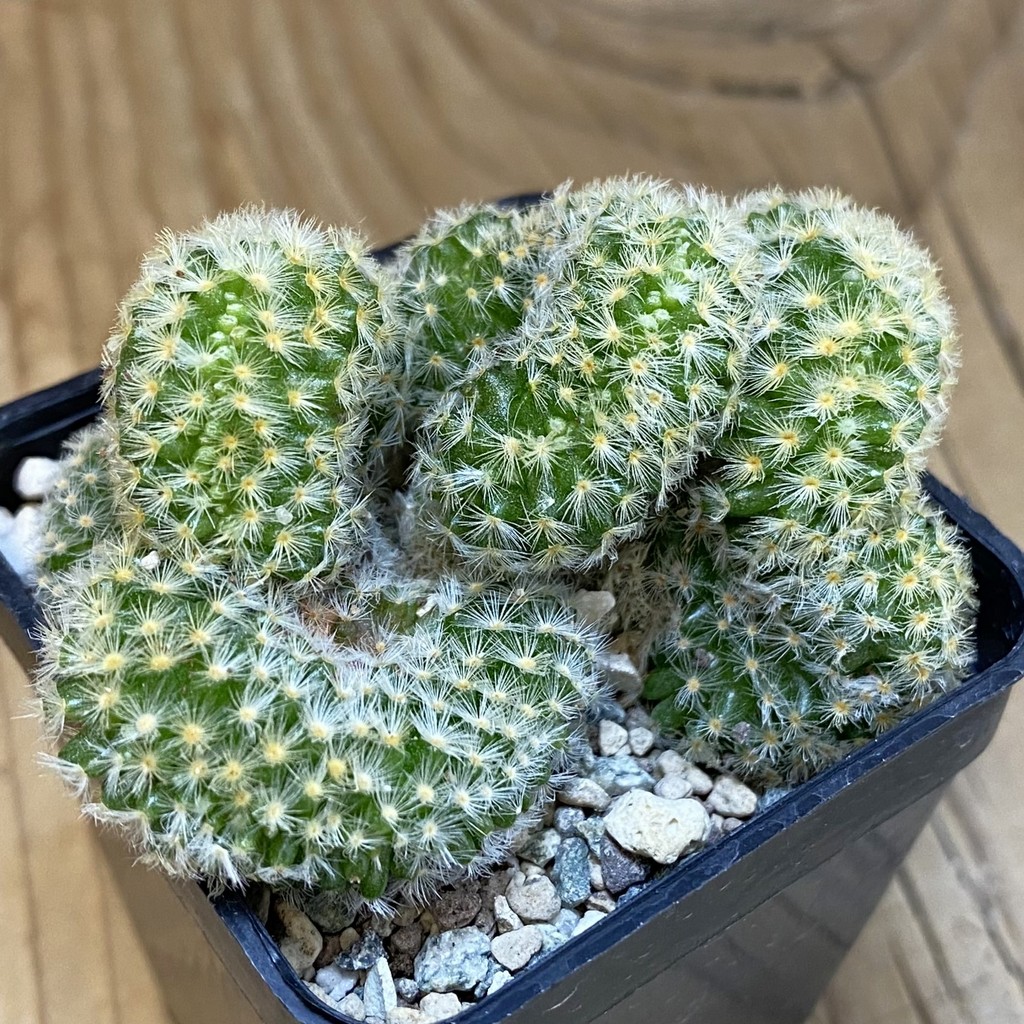 SH23726 Mammillaria carmenae f. cristata