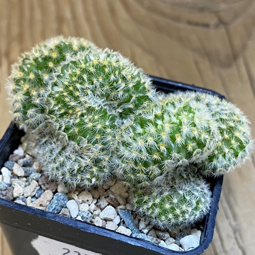 SH23726 Mammillaria carmenae f. cristata - Image 2