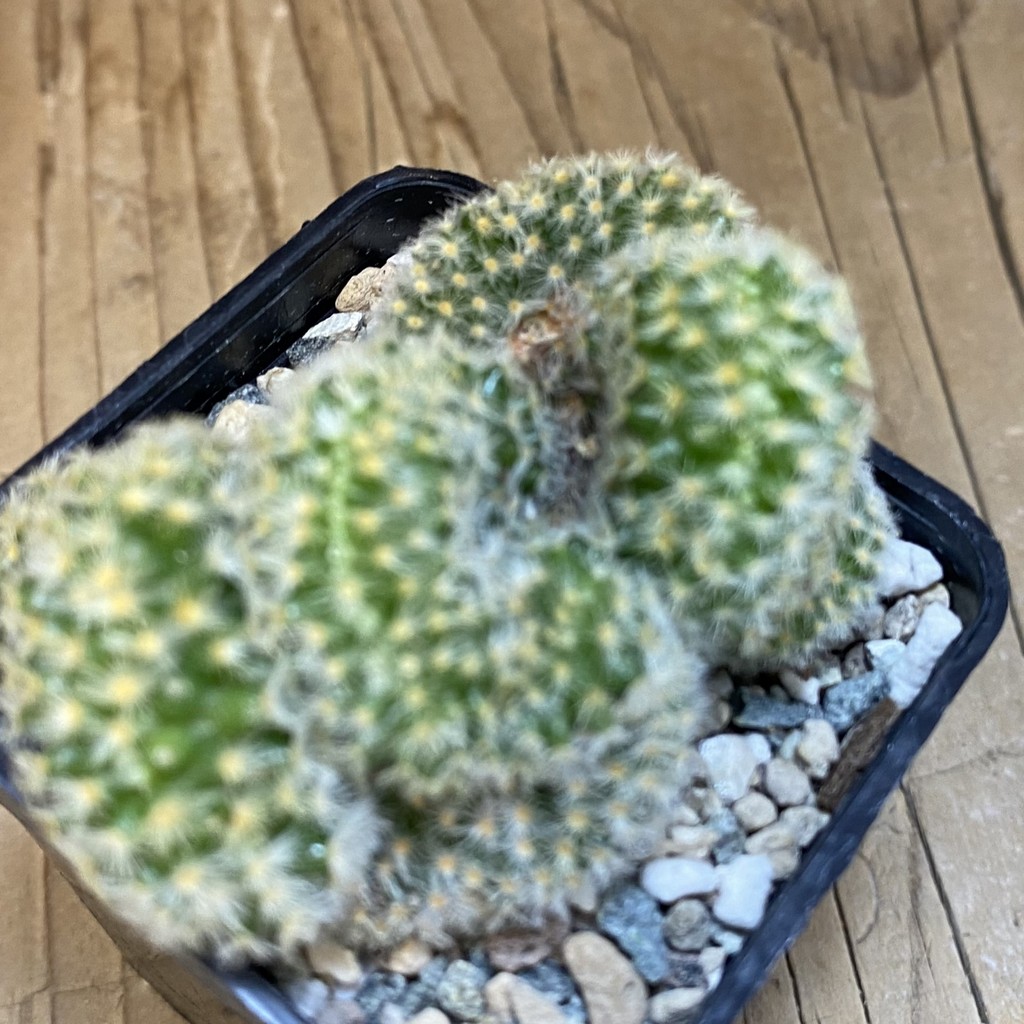 SH23726 Mammillaria carmenae f. cristata - Image 3