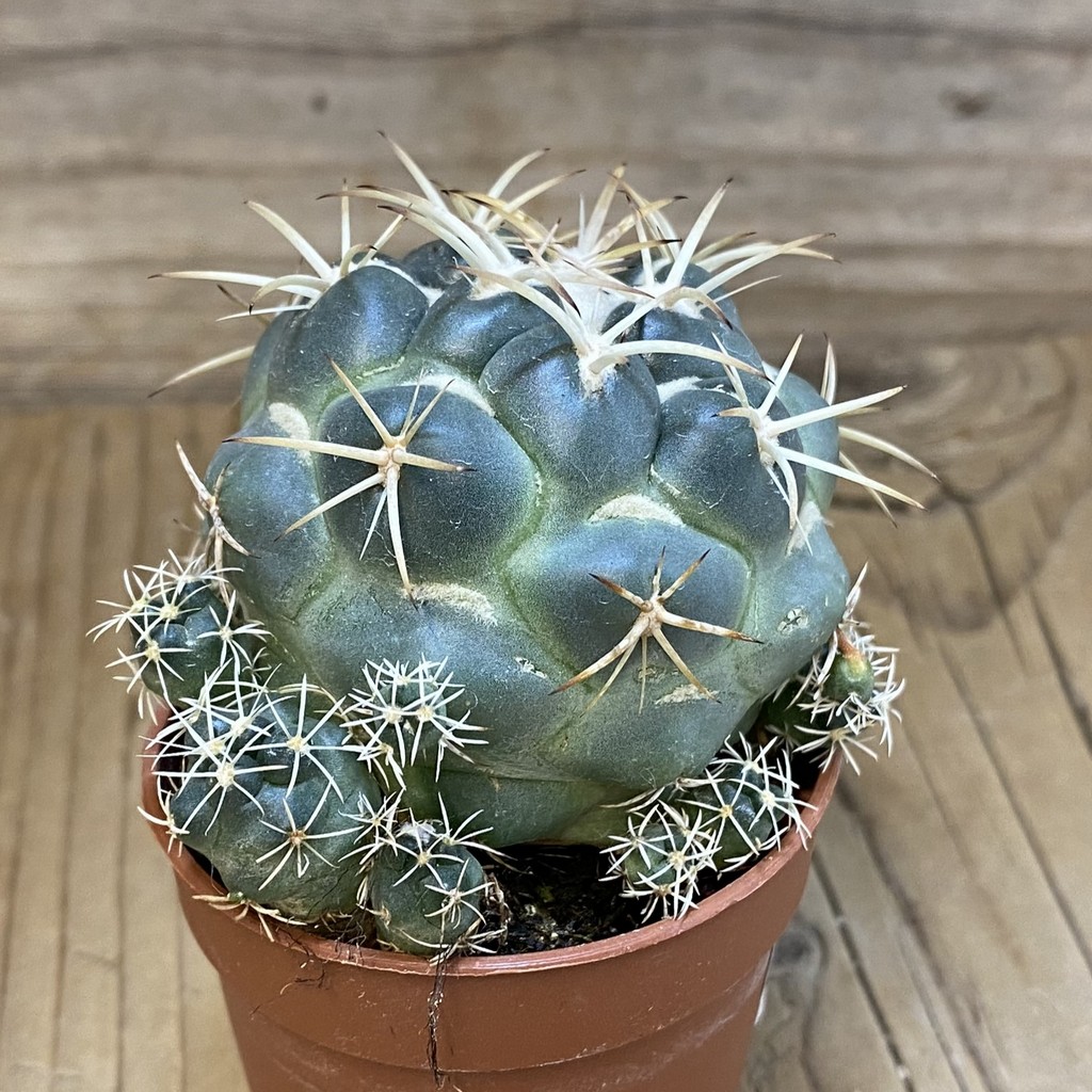 SH16188 Coryphantha bumamma - Image 2