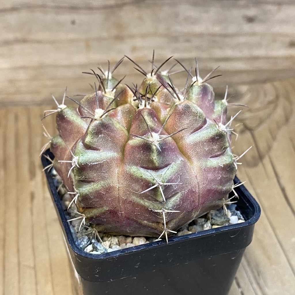 SH19835 Gymnocalycium mihanovichii 'Purple Nebula' - Image 2