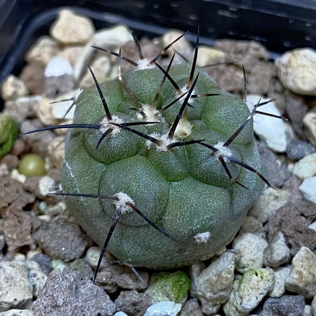SH18502 Copiapoa cinerea PHA 3028