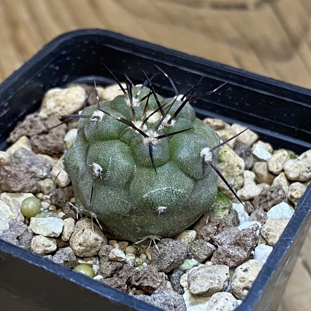 SH18502 Copiapoa cinerea PHA 3028 - Image 2