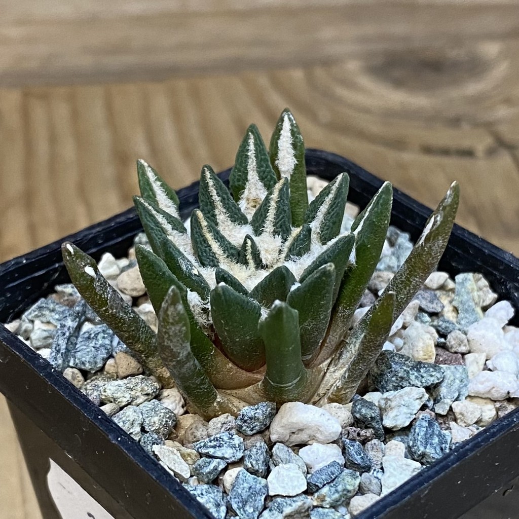 SH24096 Ariocarpus kotschoubeyanus hybrid, own roots - Image 2