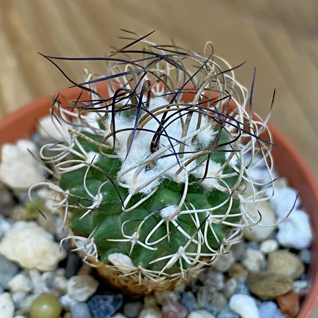 SH21613 Turbinicarpus pseudomacrochele
