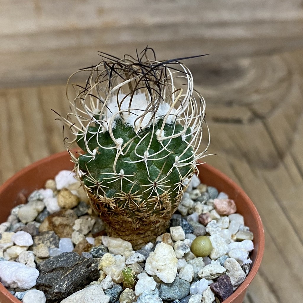 SH21613 Turbinicarpus pseudomacrochele - Image 2