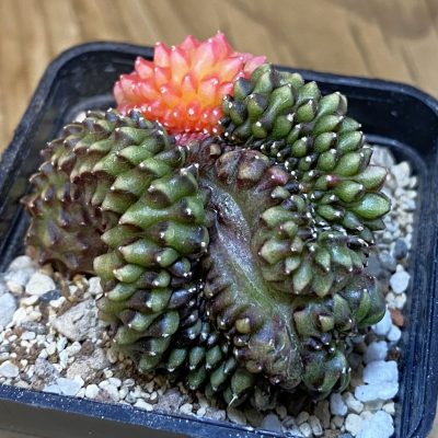 SH21716 Gymnocalycium mihanovichii ‘inermis’ f. variegata cristata