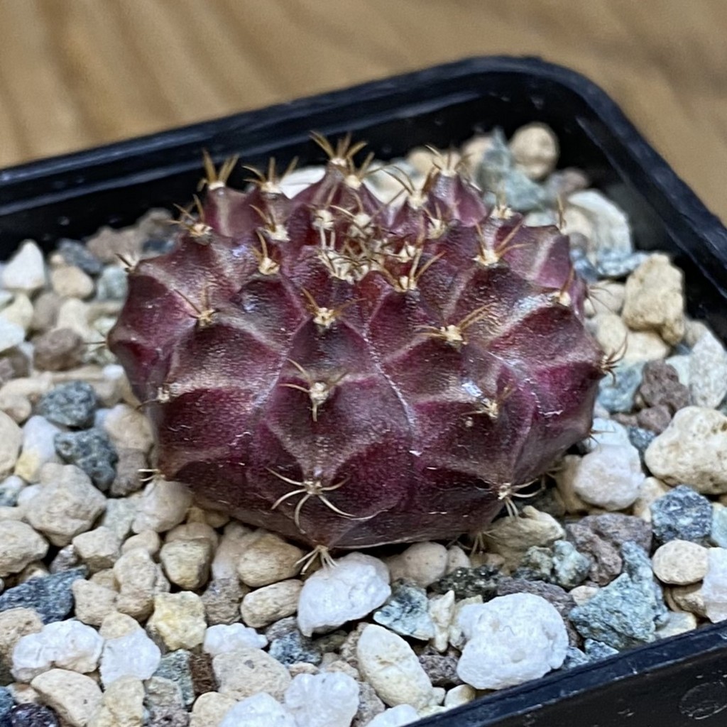 SH23794 Gymnocalycium mihanovichii 'Neon' hybrid - Image 2