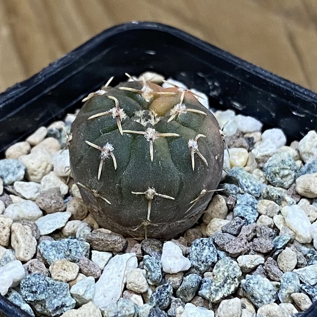 SH23901 Gymnocalycium ochoterenae f. variegata - Image 2