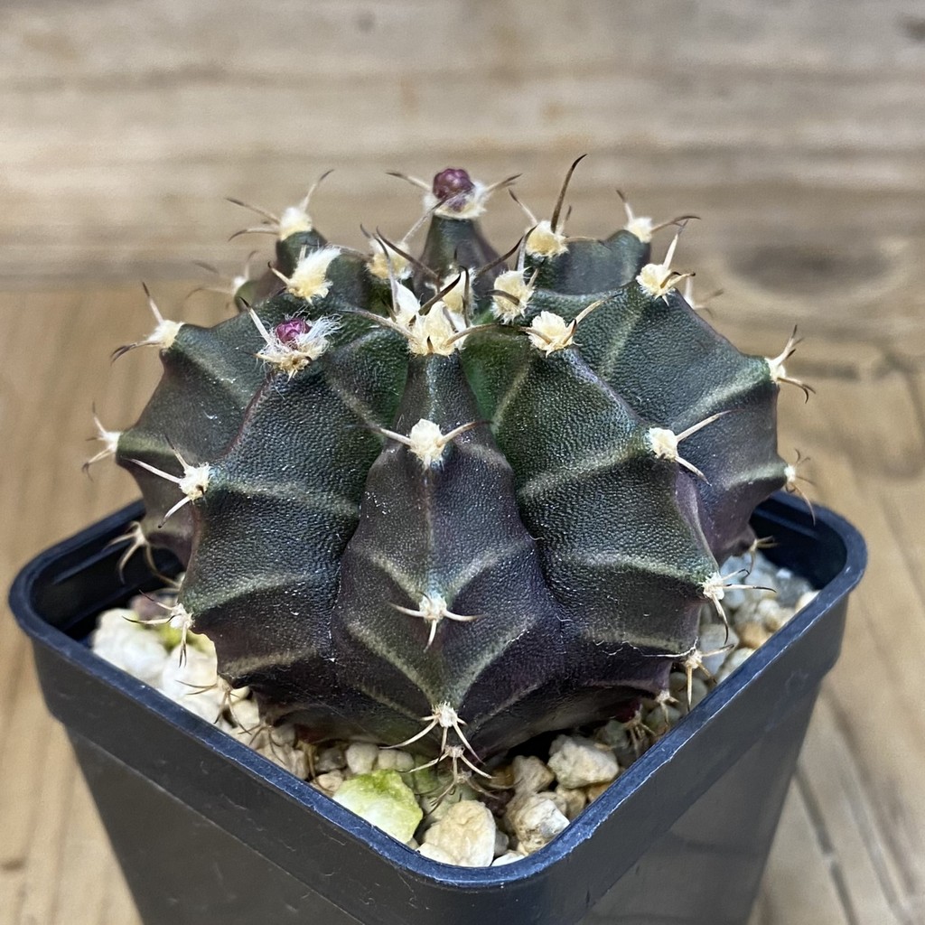 SH7124 Gymnocalycium mihanovichii 'Hibotan' - Image 2