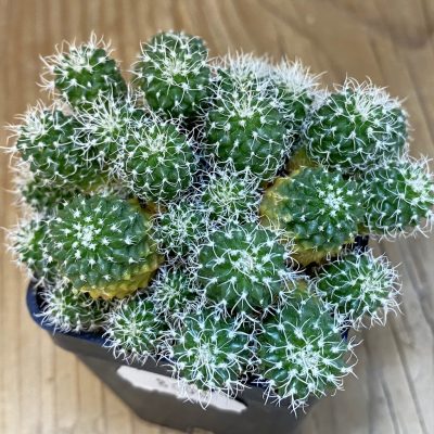 SH8600 Turbinicarpus horripilus f. monstrosa