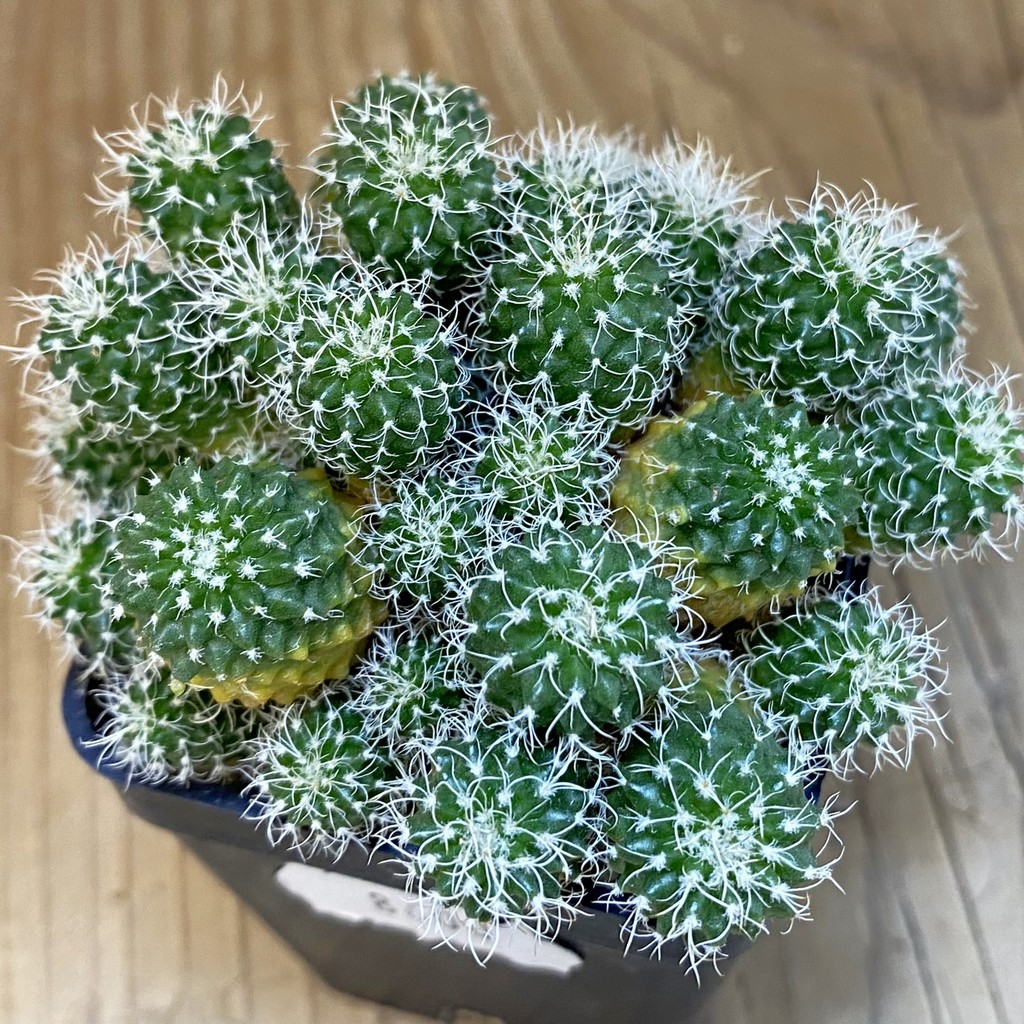 SH8600 Turbinicarpus horripilus f. monstrosa