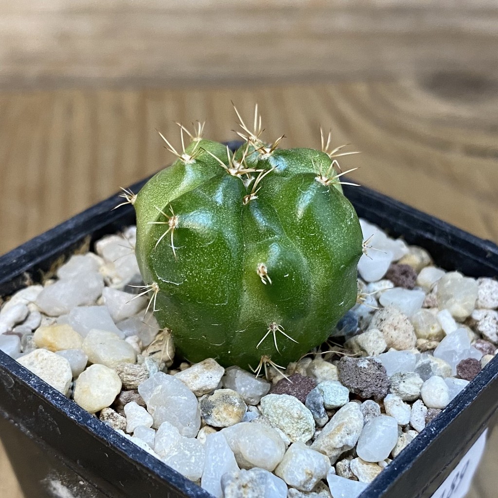 SH28189 Gymnocalycium mihanovichii ‘Green Marble’ - Image 2