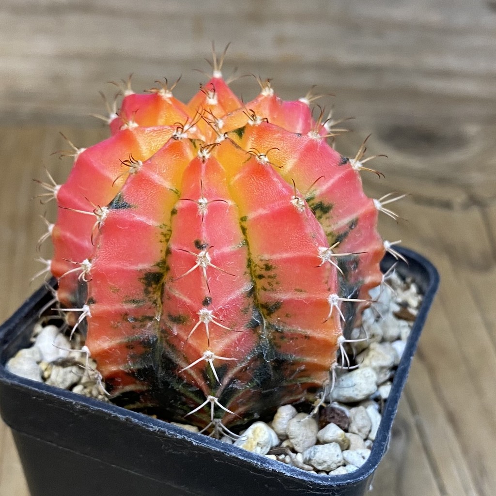 SH7637 Gymnocalycium mihanovichii f. variegata, seedling - Image 2