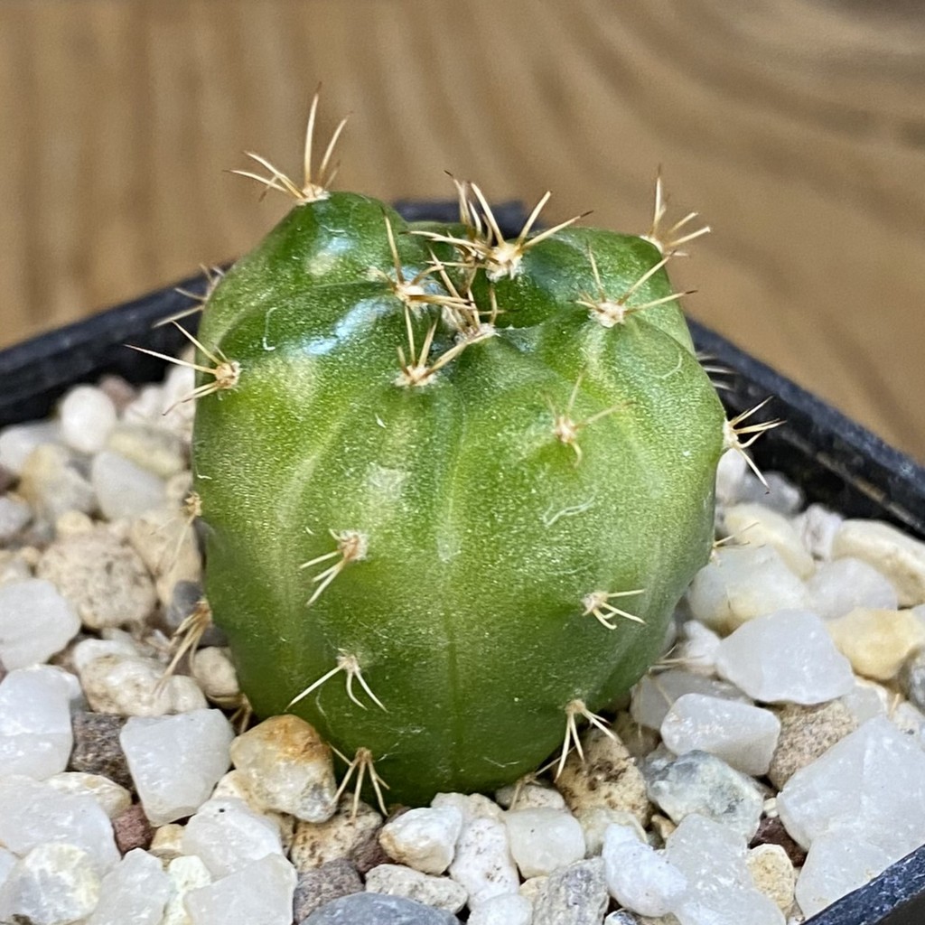 SH28189 Gymnocalycium mihanovichii ‘Green Marble’ - Image 3