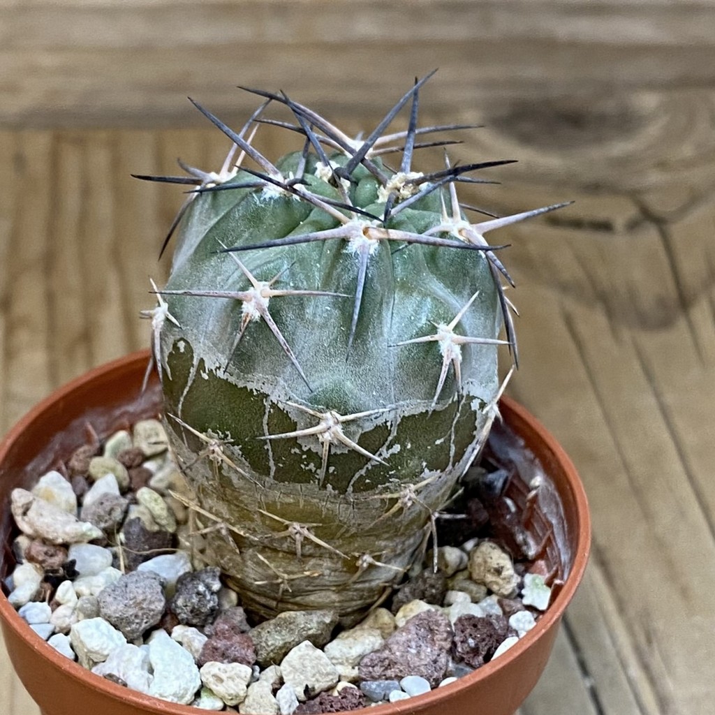 SH17408 Acanthocalycium glaucum - Image 2