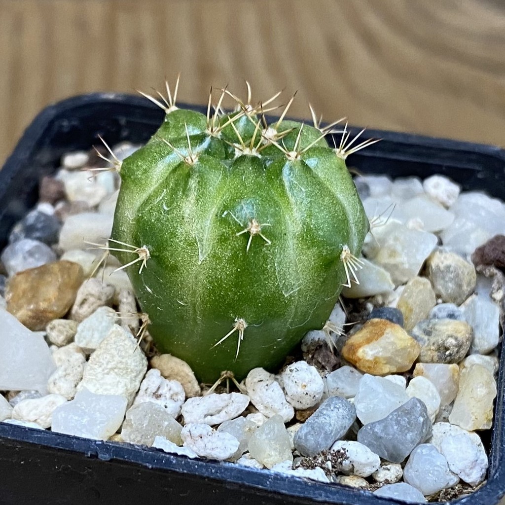 SH28190 Gymnocalycium mihanovichii ‘Green Marble’ - Image 2