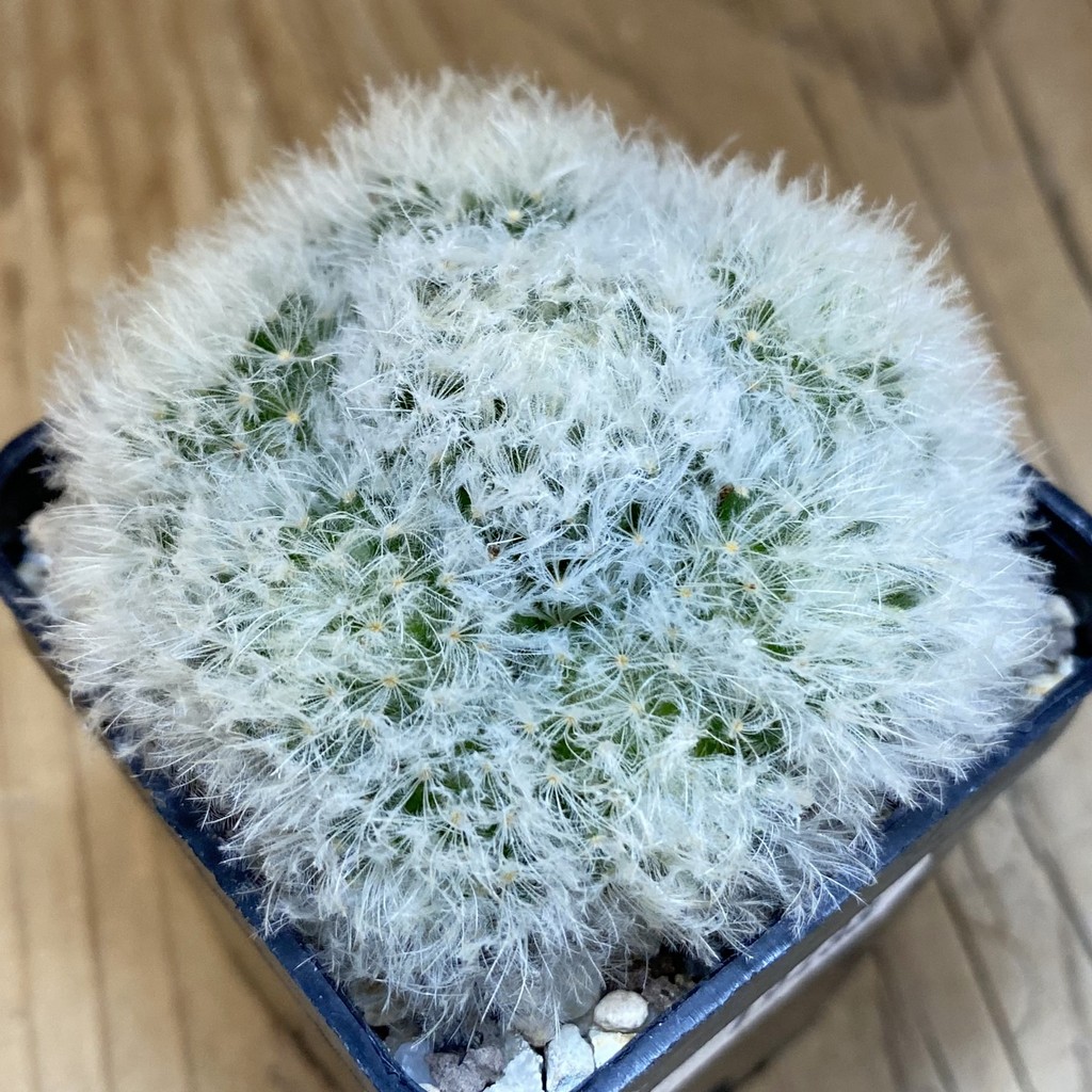 SH19488 Mammillaria plumosa f. monstrosa