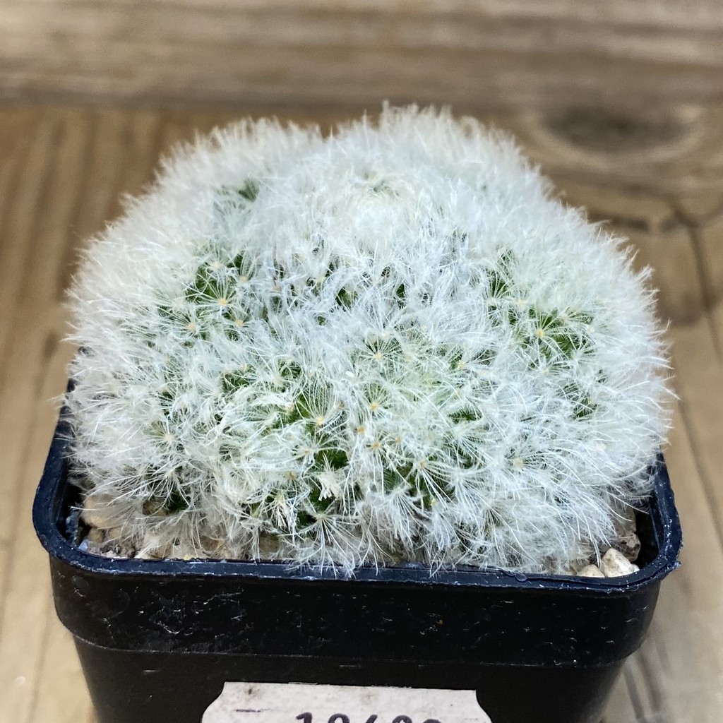 SH19488 Mammillaria plumosa f. monstrosa - Image 2