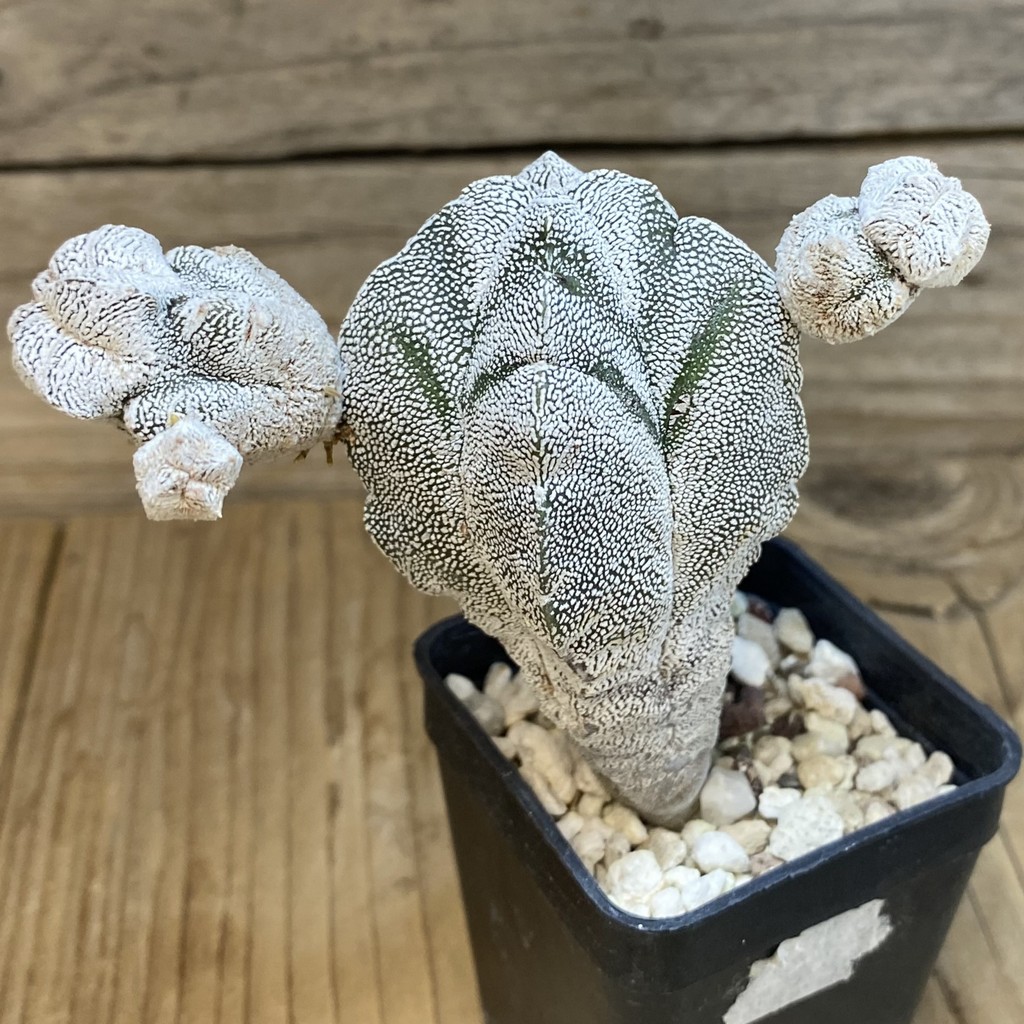 SH28270 Astrophytum myriostigma ‘Onzuka’ v. quadricostatum - Image 3