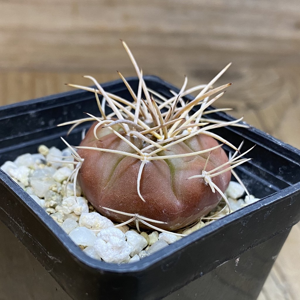 SH28237 Gymnocalycium eurypleurum VOS 01-014 - Image 2
