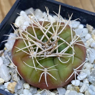 SH28238 Gymnocalycium eurypleurum VOS 01-014