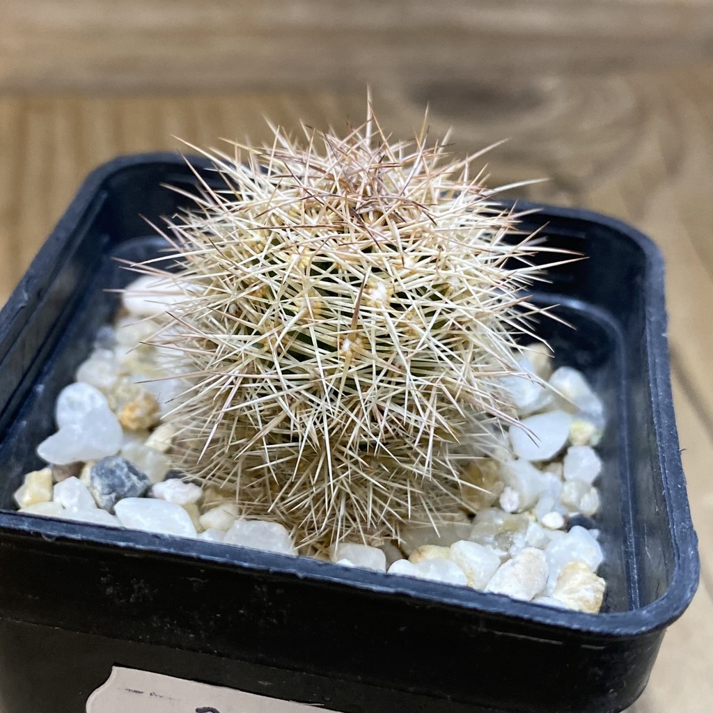 SH28278 Coryphantha werdermannii RUS 35 - Image 2