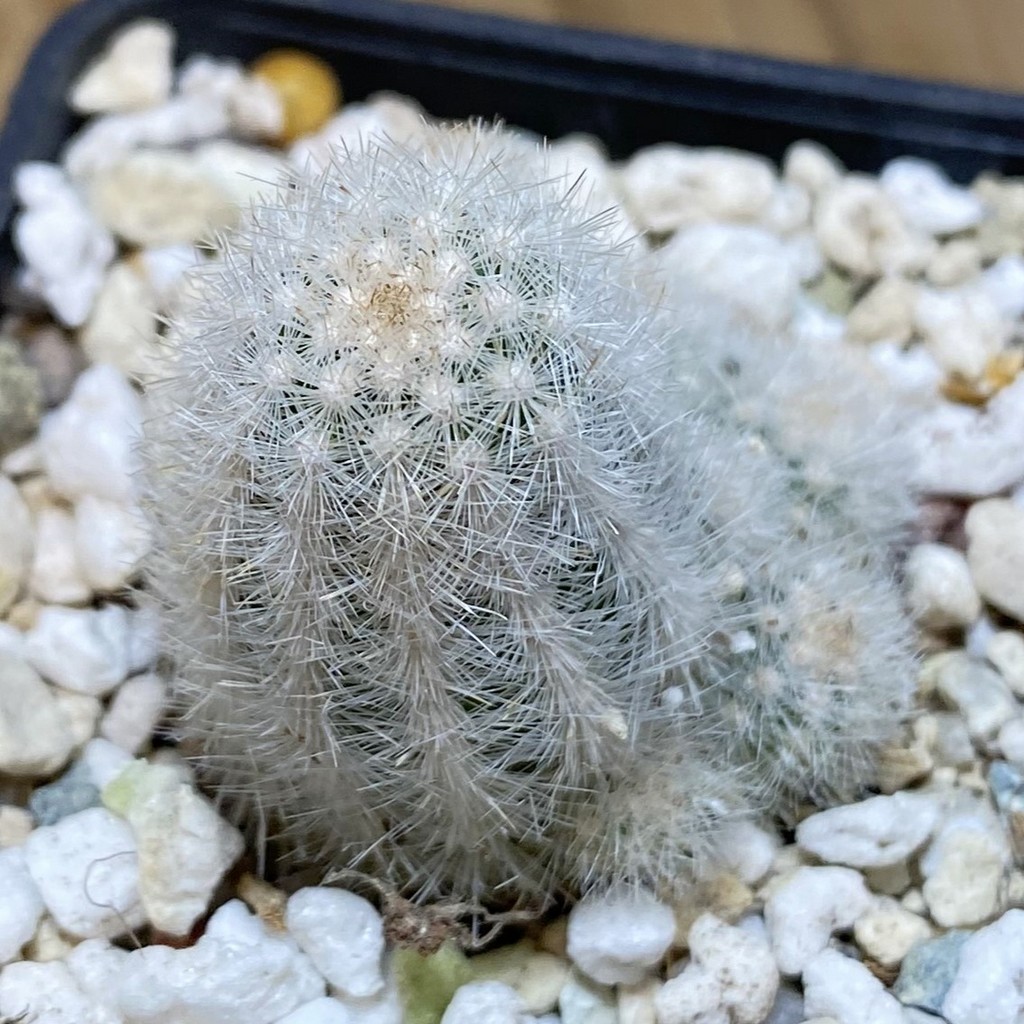 SH28279 Pygmaeocereus rowleyanus