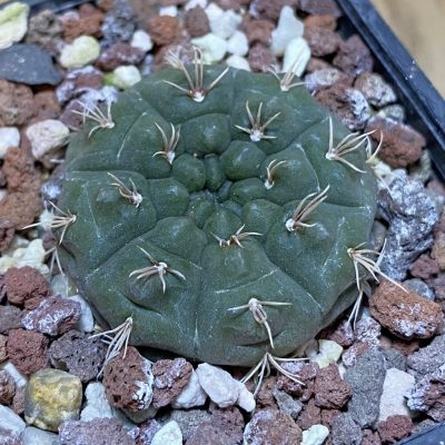 SH28284 Gymnocalycium fischeri MM 610
