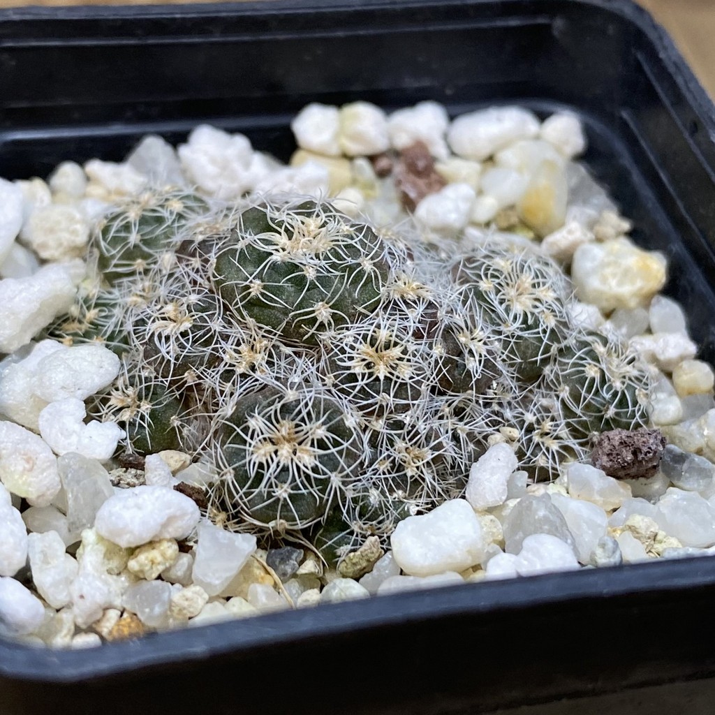 SH28285 Gymnocalycium bruchii - Image 2